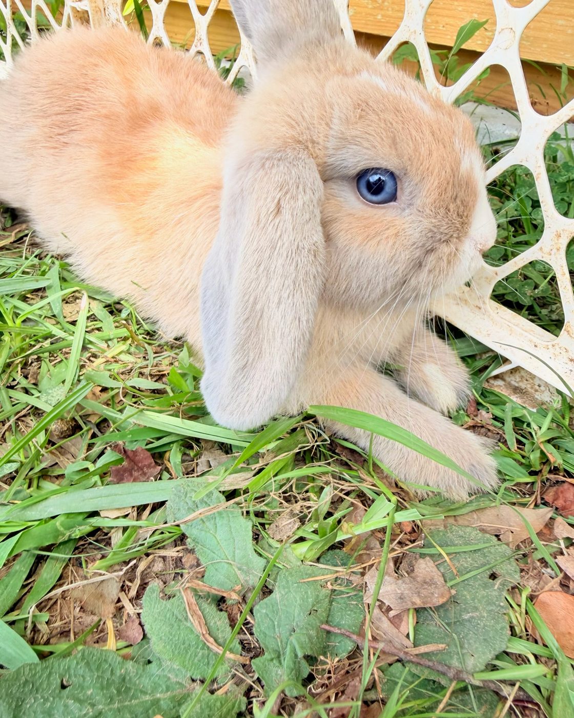 A cream lop bunny with a pale blue eye, lying in the grass