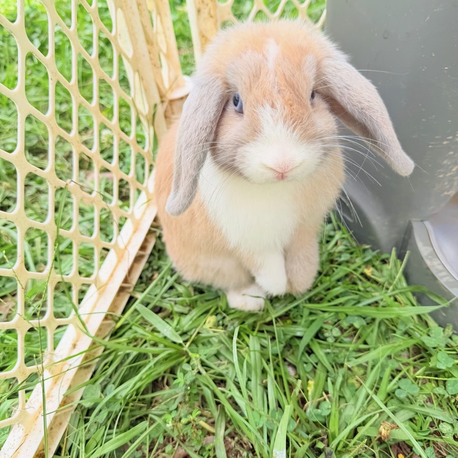 A lop bunny sitting up in the grass