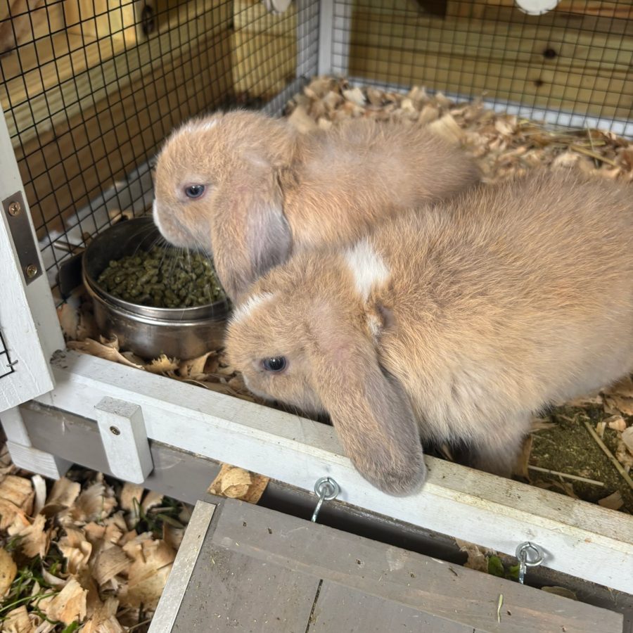 Two lop bunnies side by side in their hutch