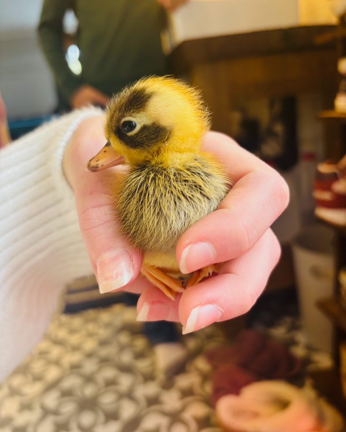 A yellow Call duckling cupped in a hand