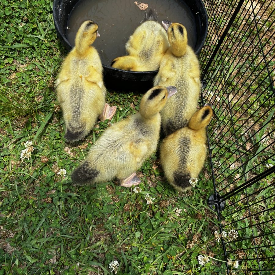 Call ducklings on the grass beside their water dish