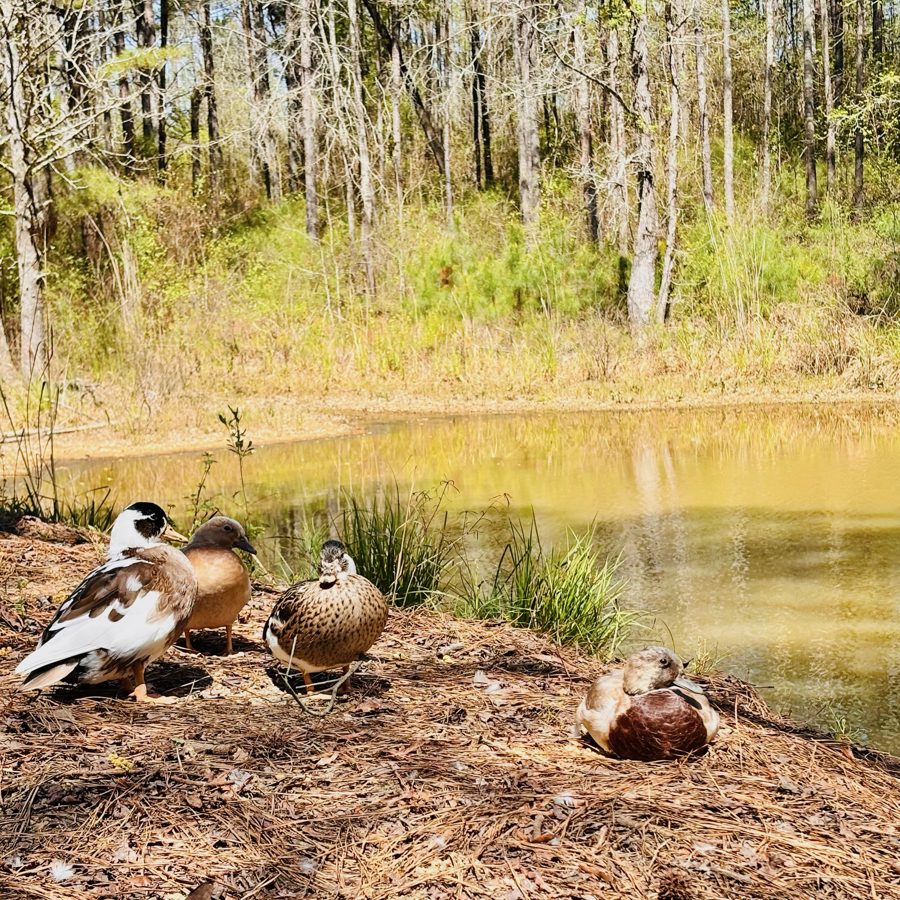 Our adult Call ducks resting at the edge of the pond