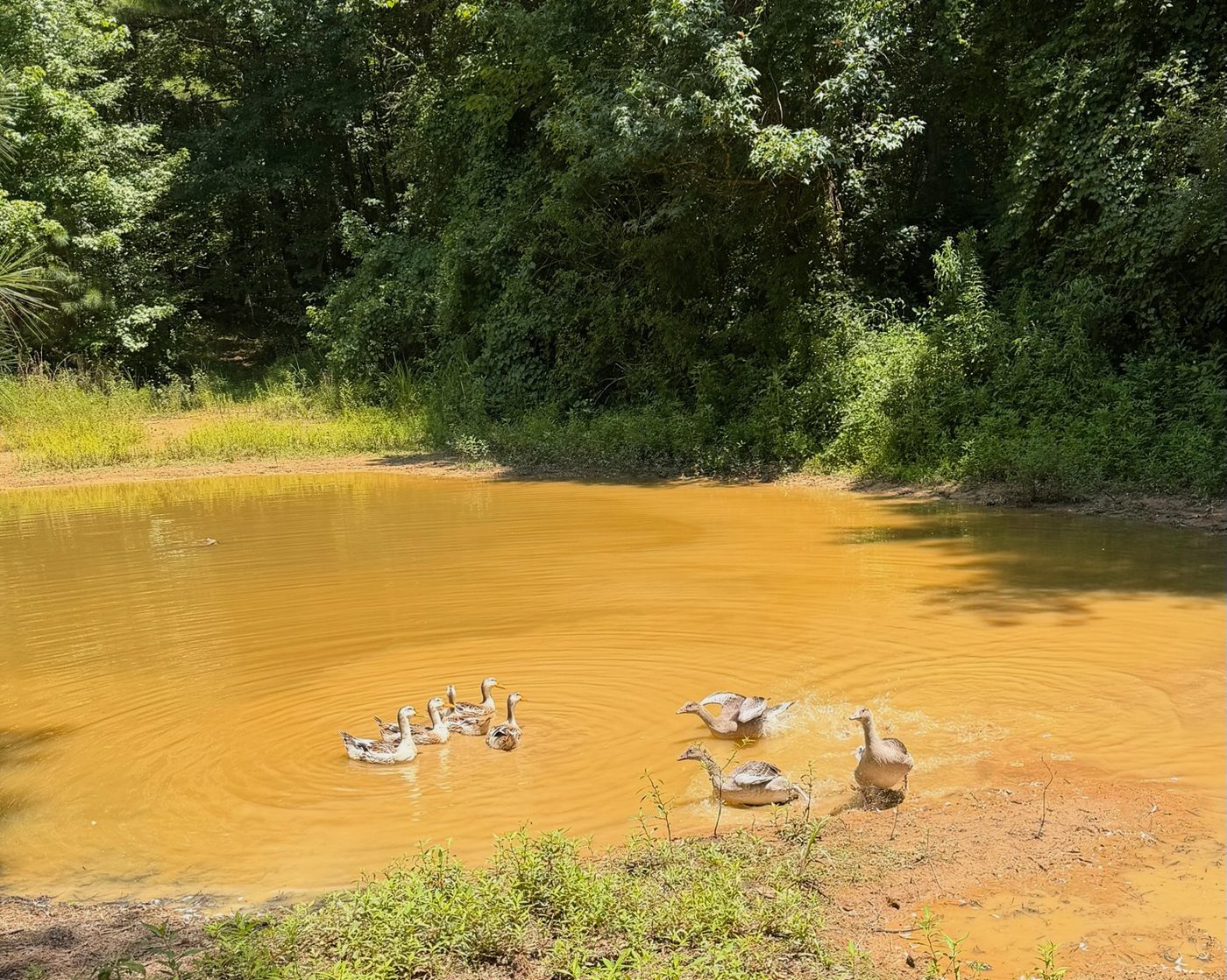 The pond, with the ducks out on the water