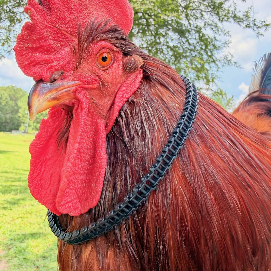 Our rooster, the one on the logo